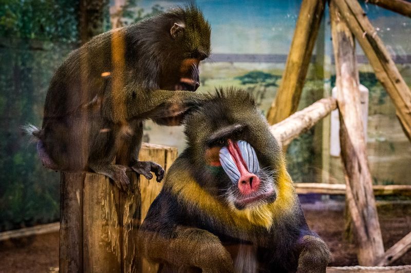 Mandrills