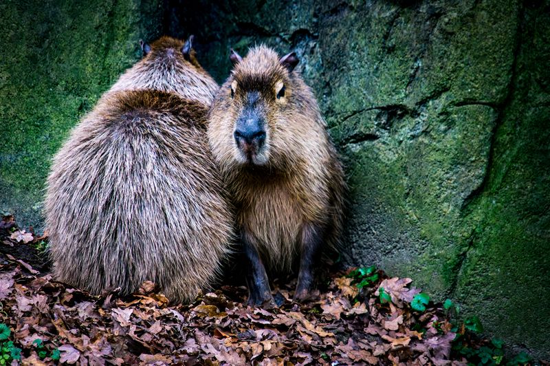 Capybaras