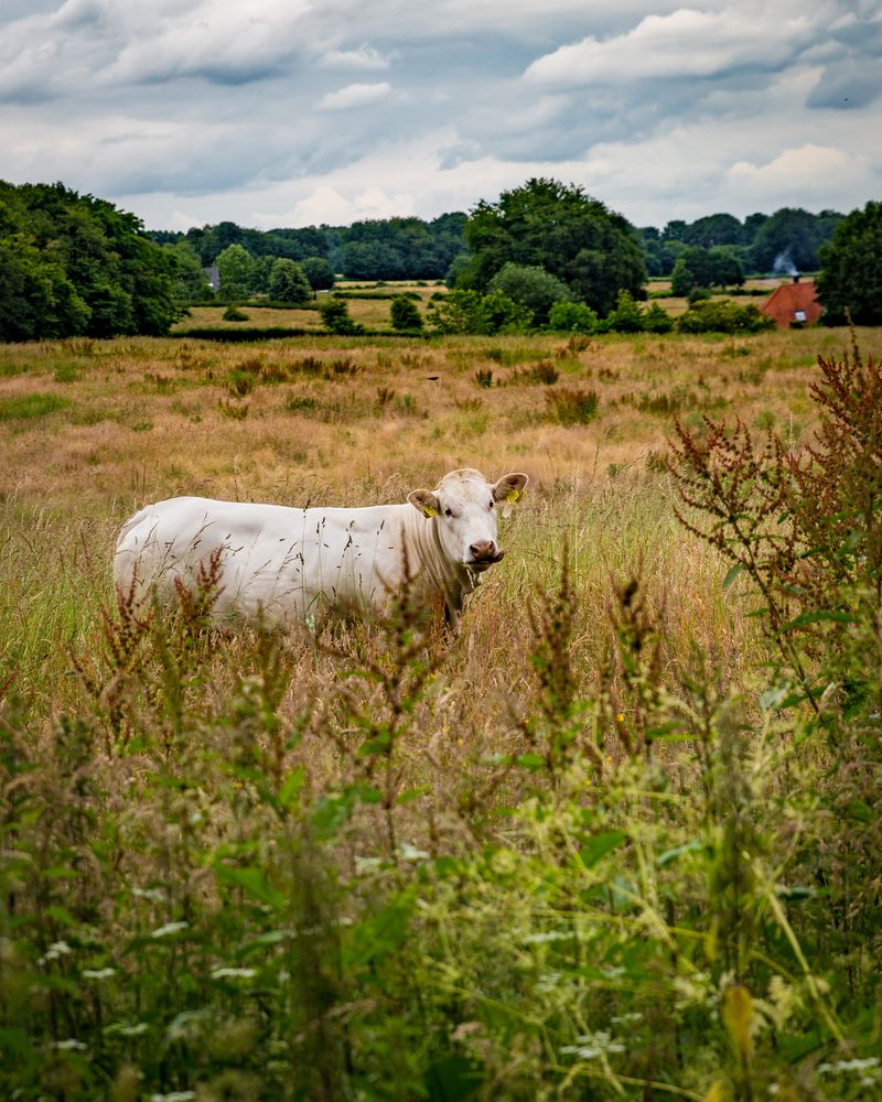 Groesbeek