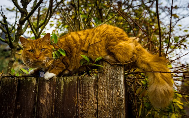 Garfield