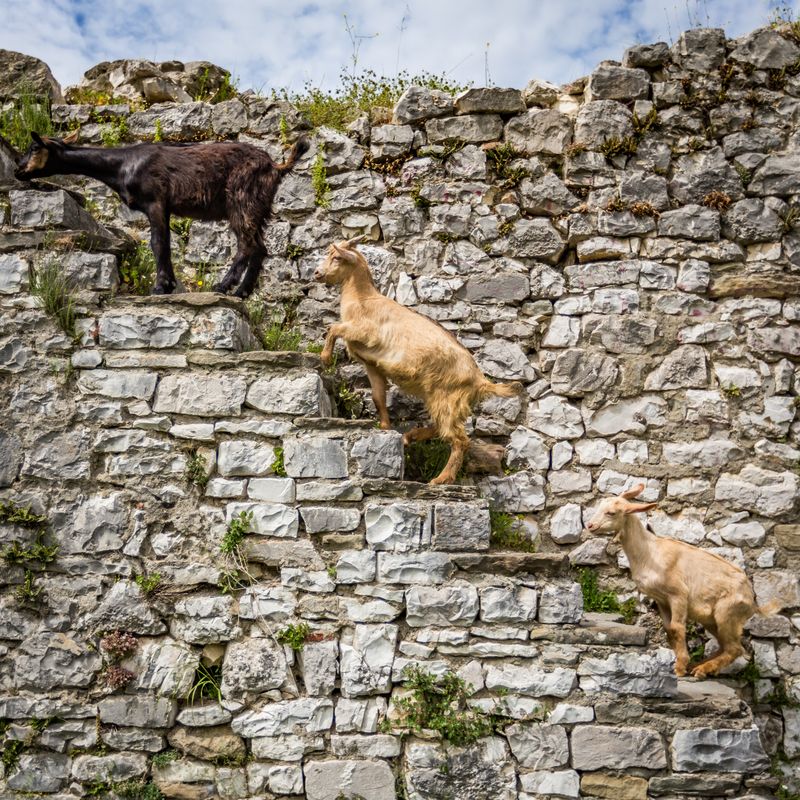 Goats