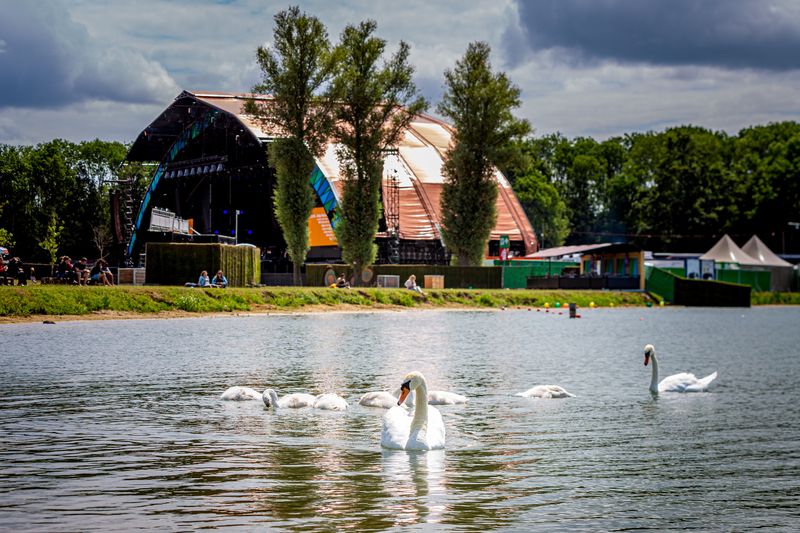 Swans