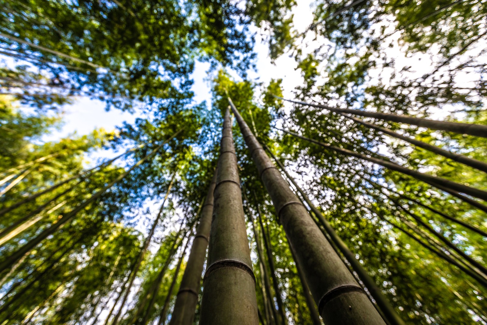 Arashiyama Bamboo Grove 竹林の小径