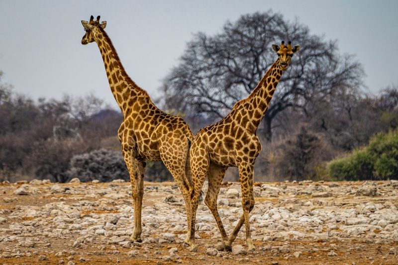 Giraffes