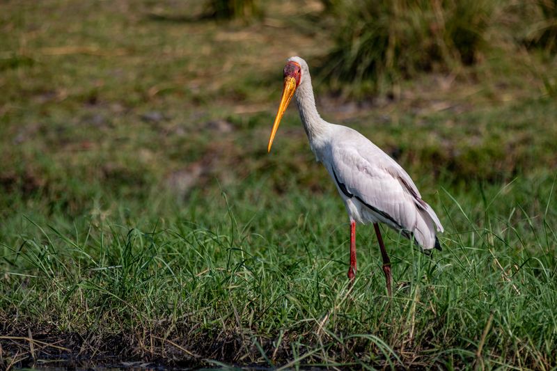 Stork