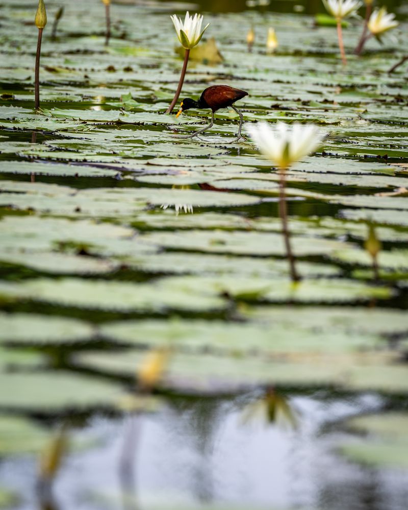 Rio Dulce