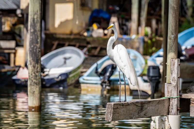 Rio Dulce