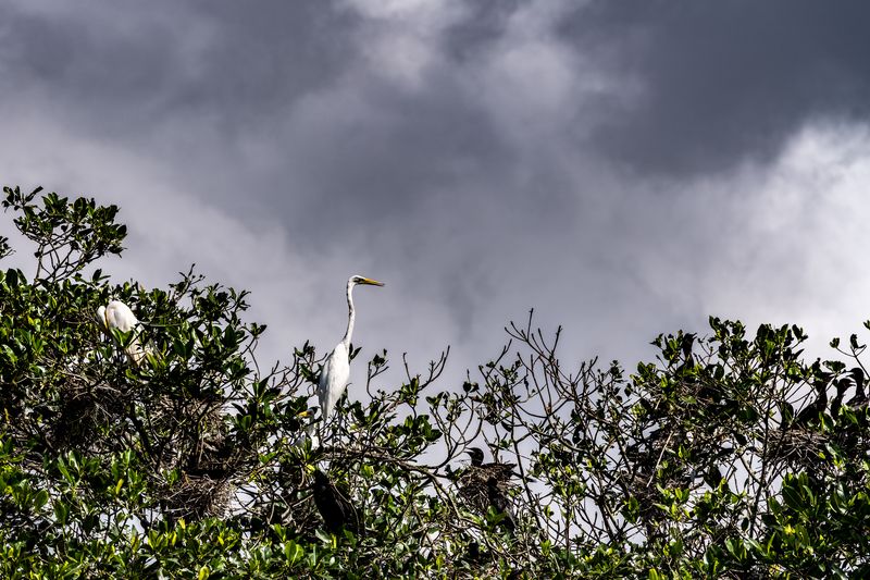 Isla de pájaros