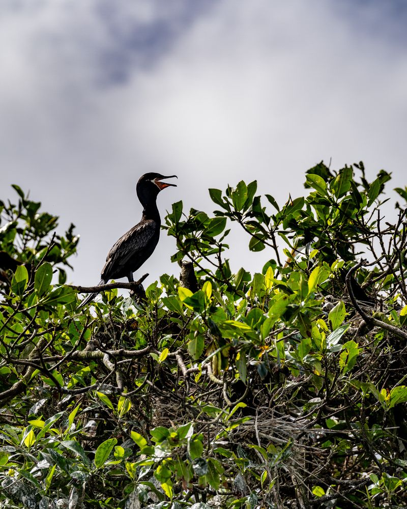 Isla de pájaros