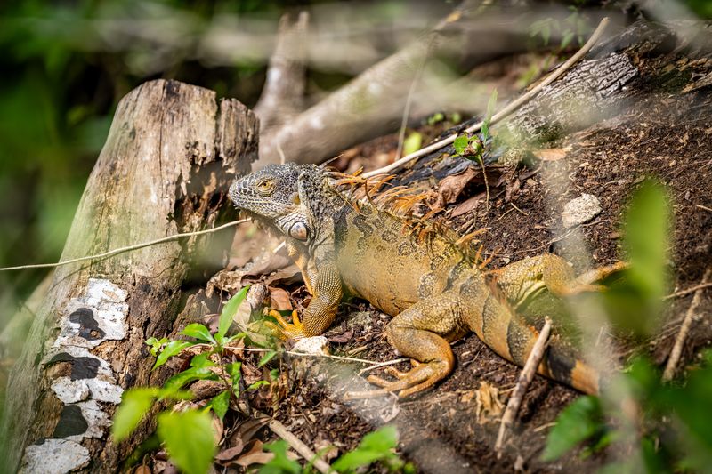 Iguana