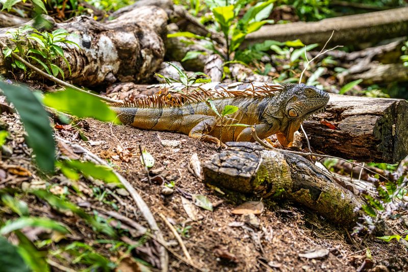 Iguana