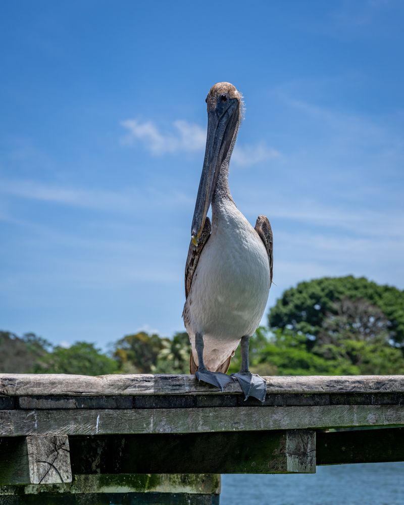 Pelican