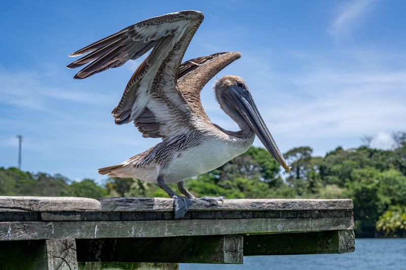 Pelican