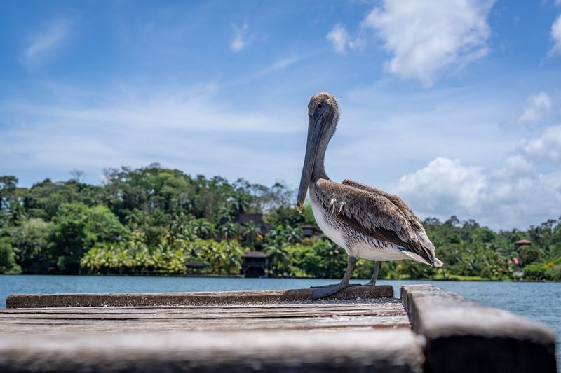 Pelican