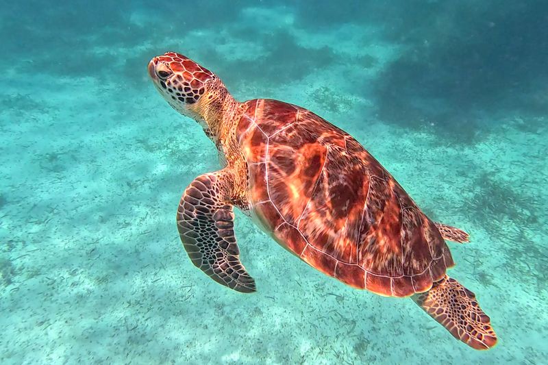 Turtle
