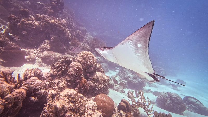 Stingray