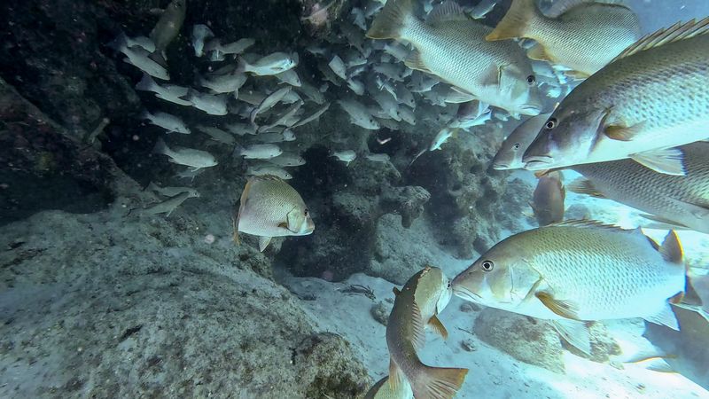 Fish