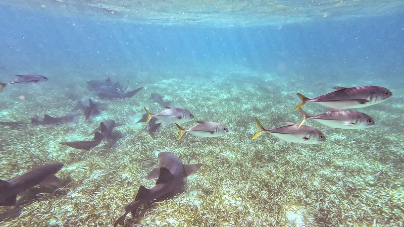 Sea Life