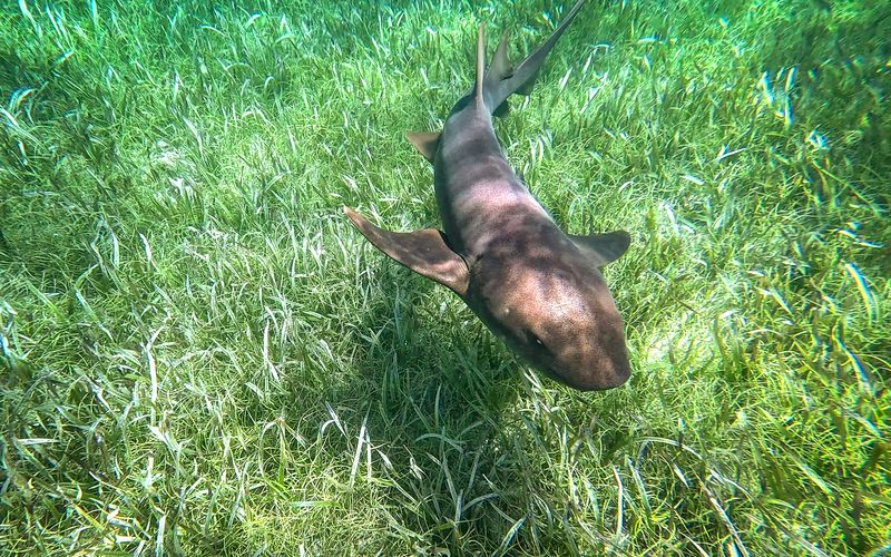 Nurse shark